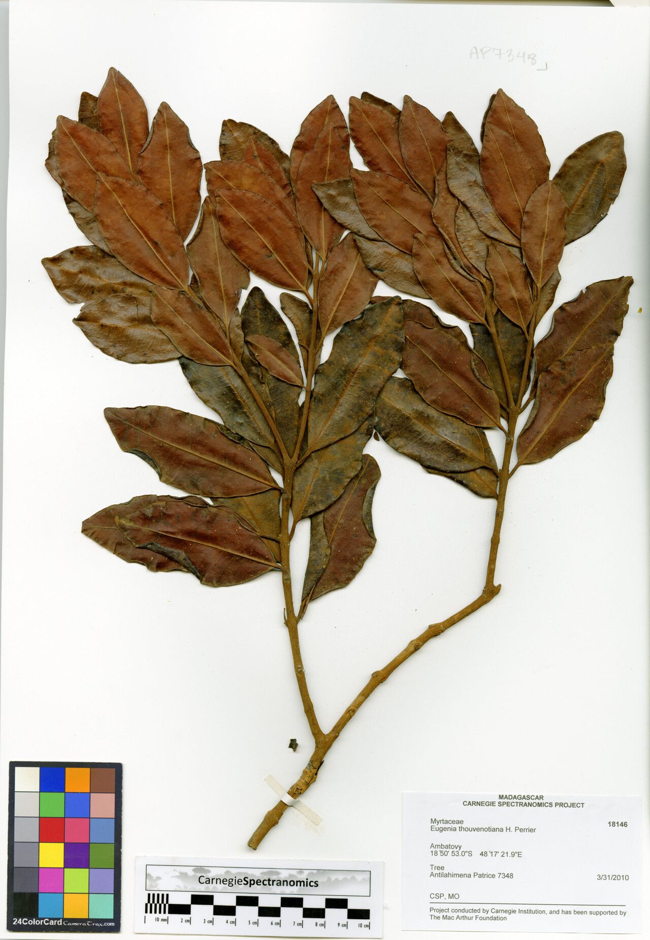 Eugenia thouvenotiana — houseplant care guide