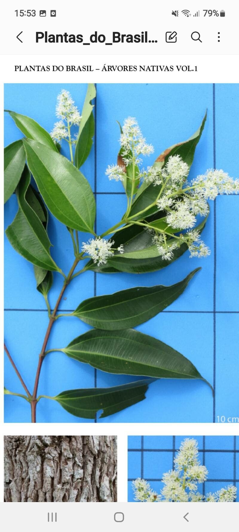 Miconia cinnamomifolia flower