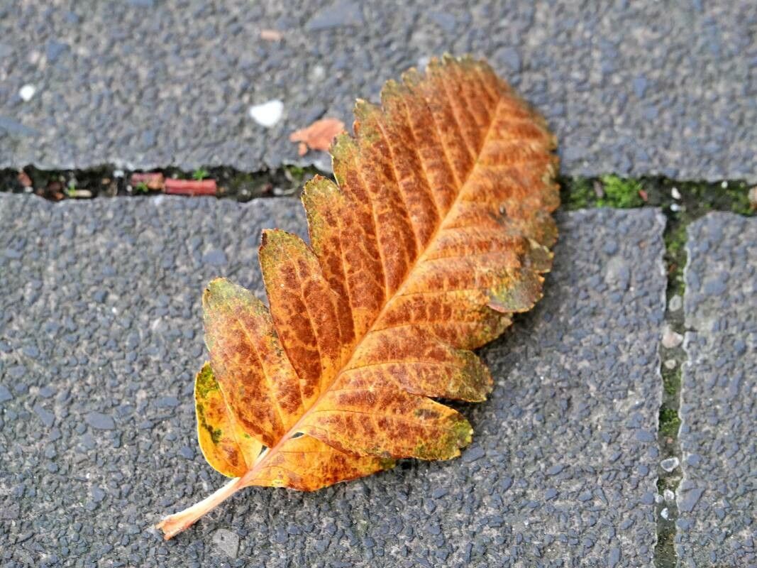 Sorbus x thuringiaca — houseplant care guide