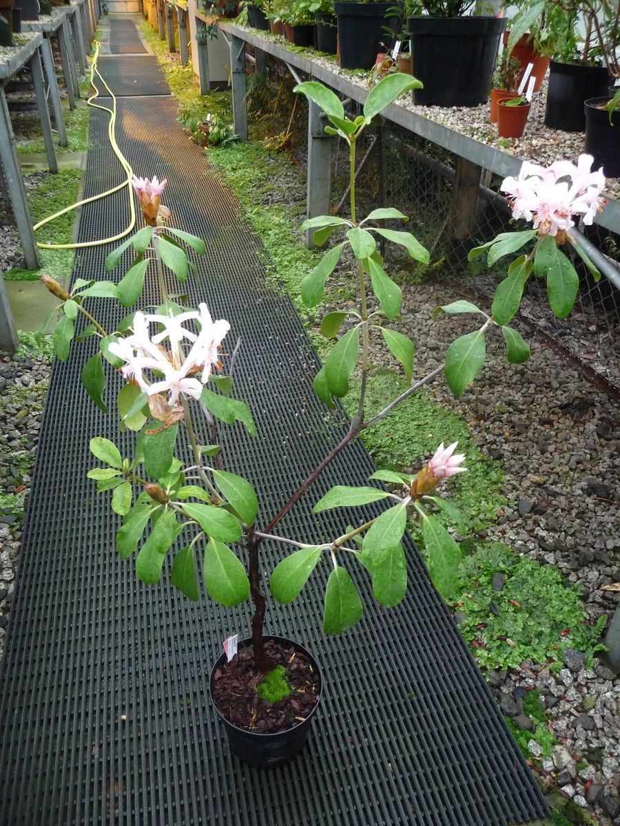 Rhododendron carstensense habit