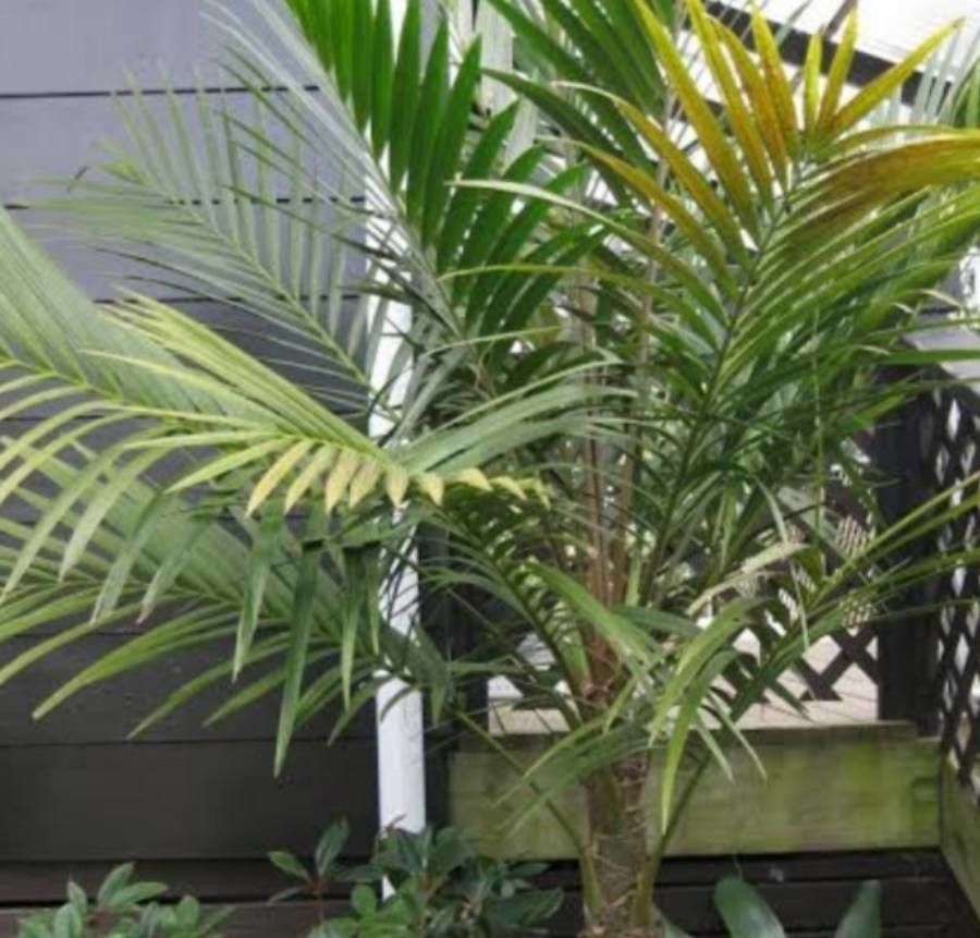 Laccospadix australasicus — houseplant care guide