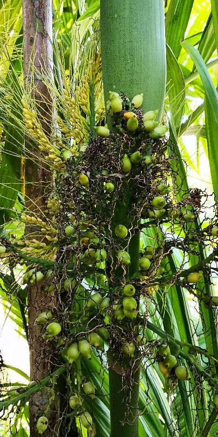 Areca triandra fruit