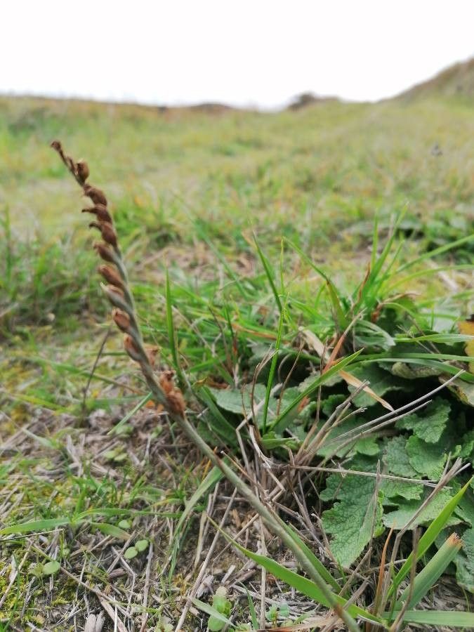 Orobanche minor fruit