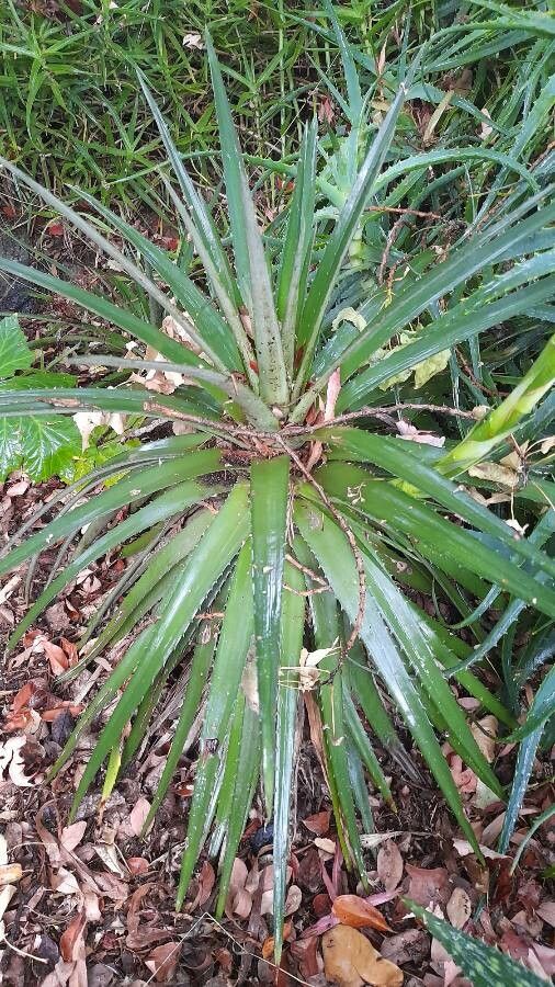 Dyckia brevifolia — search result for 'Bromeliaceae'