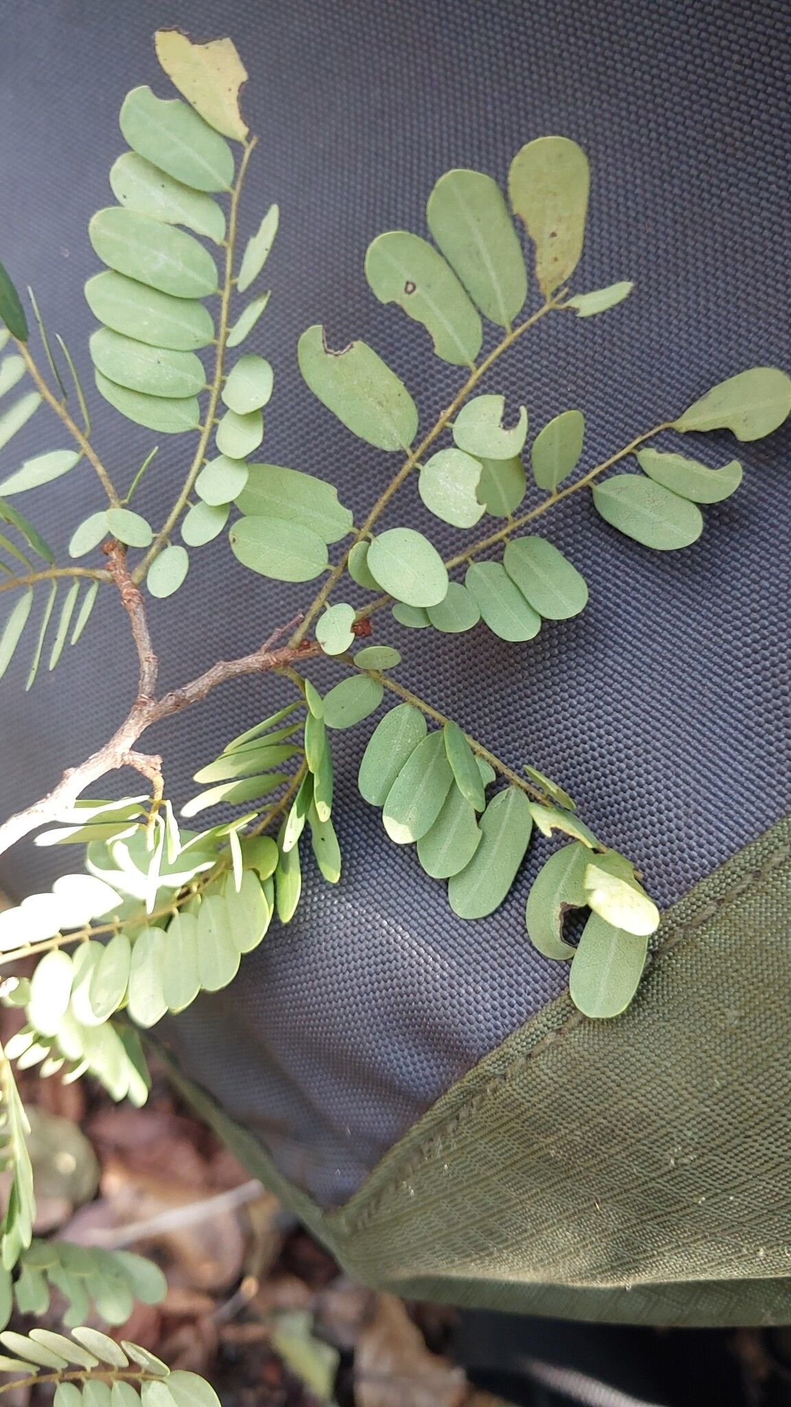 Dalbergia davidii leaf