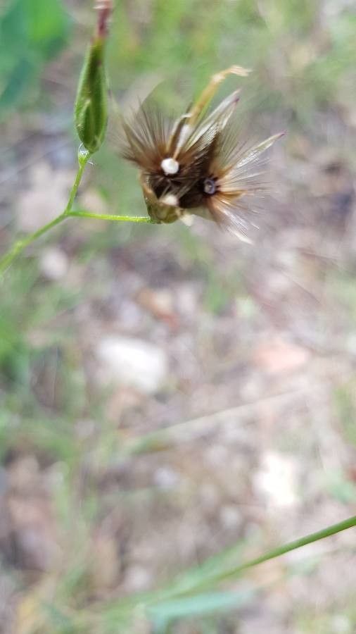 Crupina crupinastrum fruit