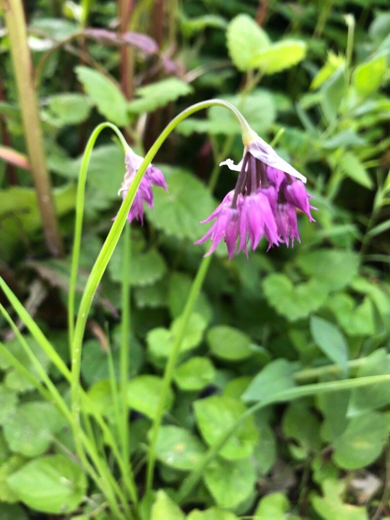 Allium farreri — houseplant care guide