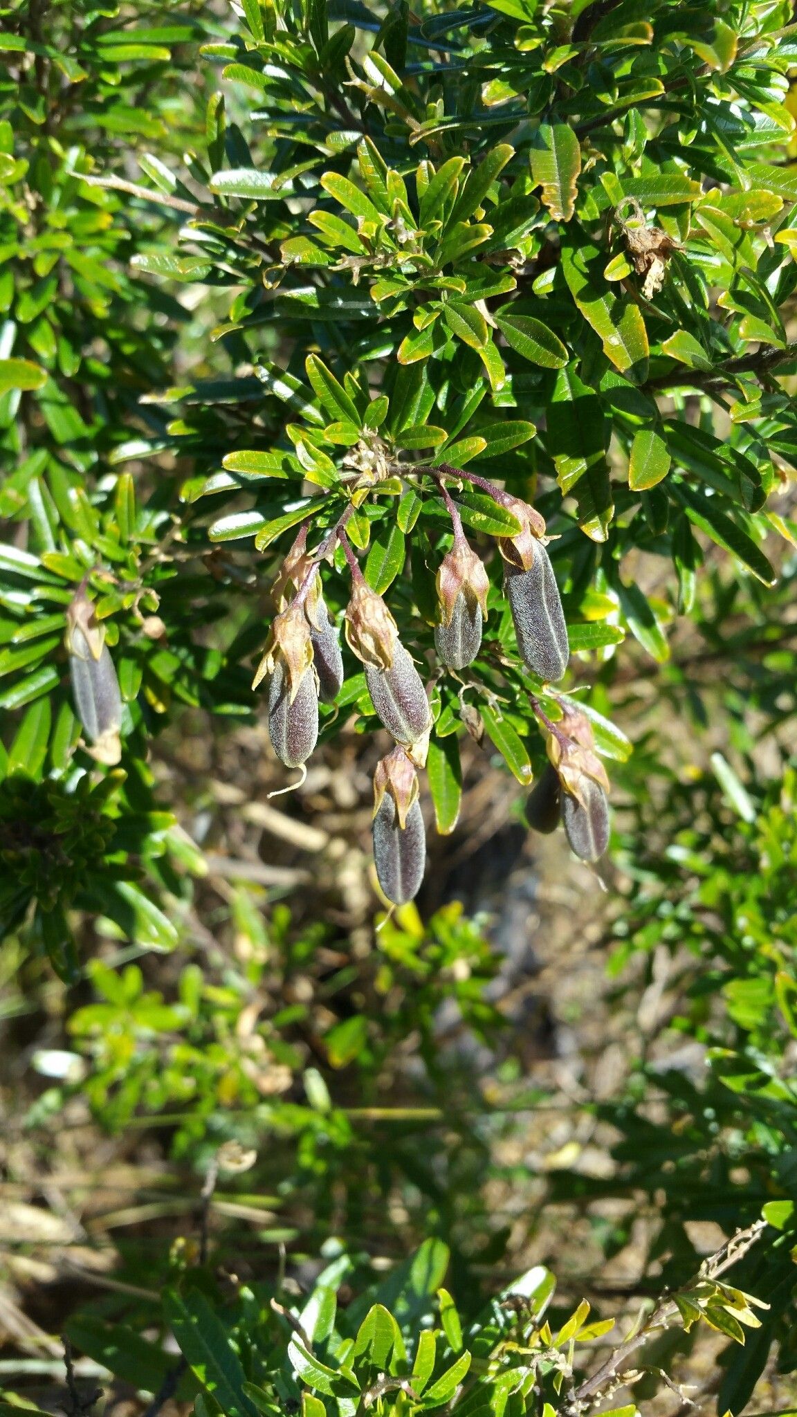 Crotalaria ibityensis fruit