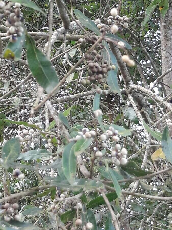 Lithraea brasiliensis bark