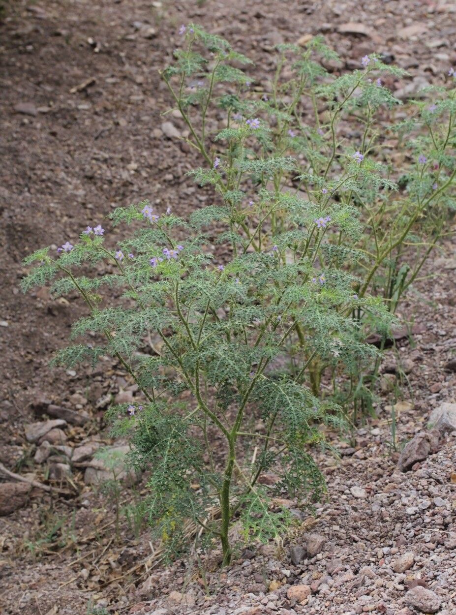 Solanum davisense habit