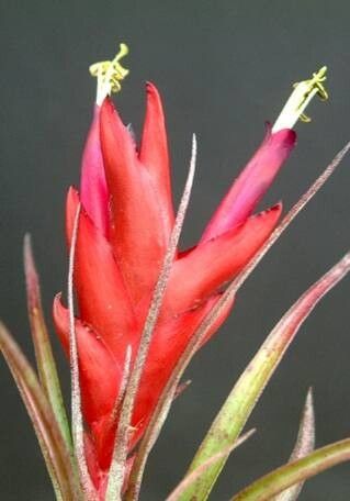Tillandsia kegeliana — houseplant care guide