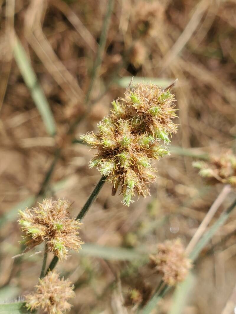 Fuirena umbellata flower