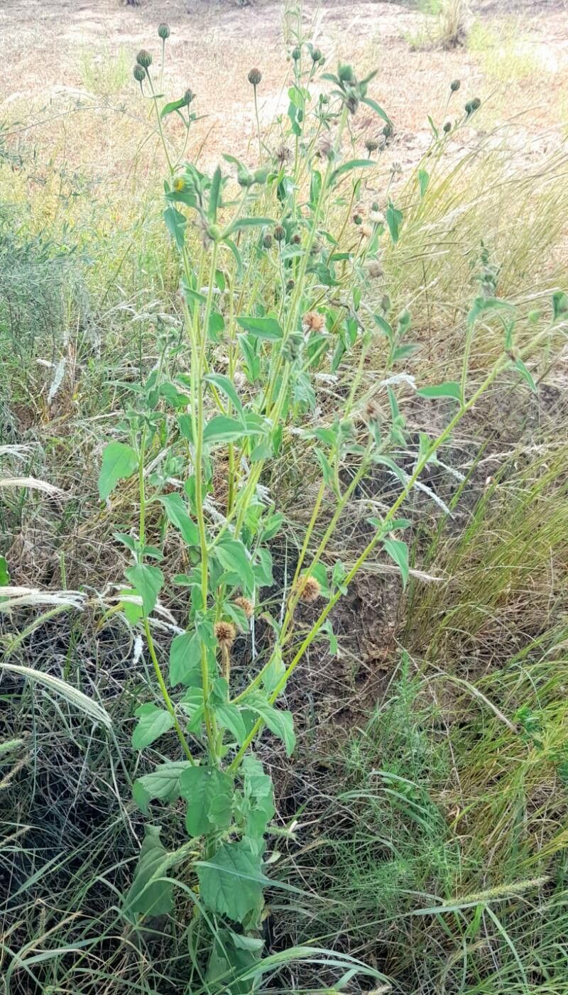 Simsia dombeyana habit
