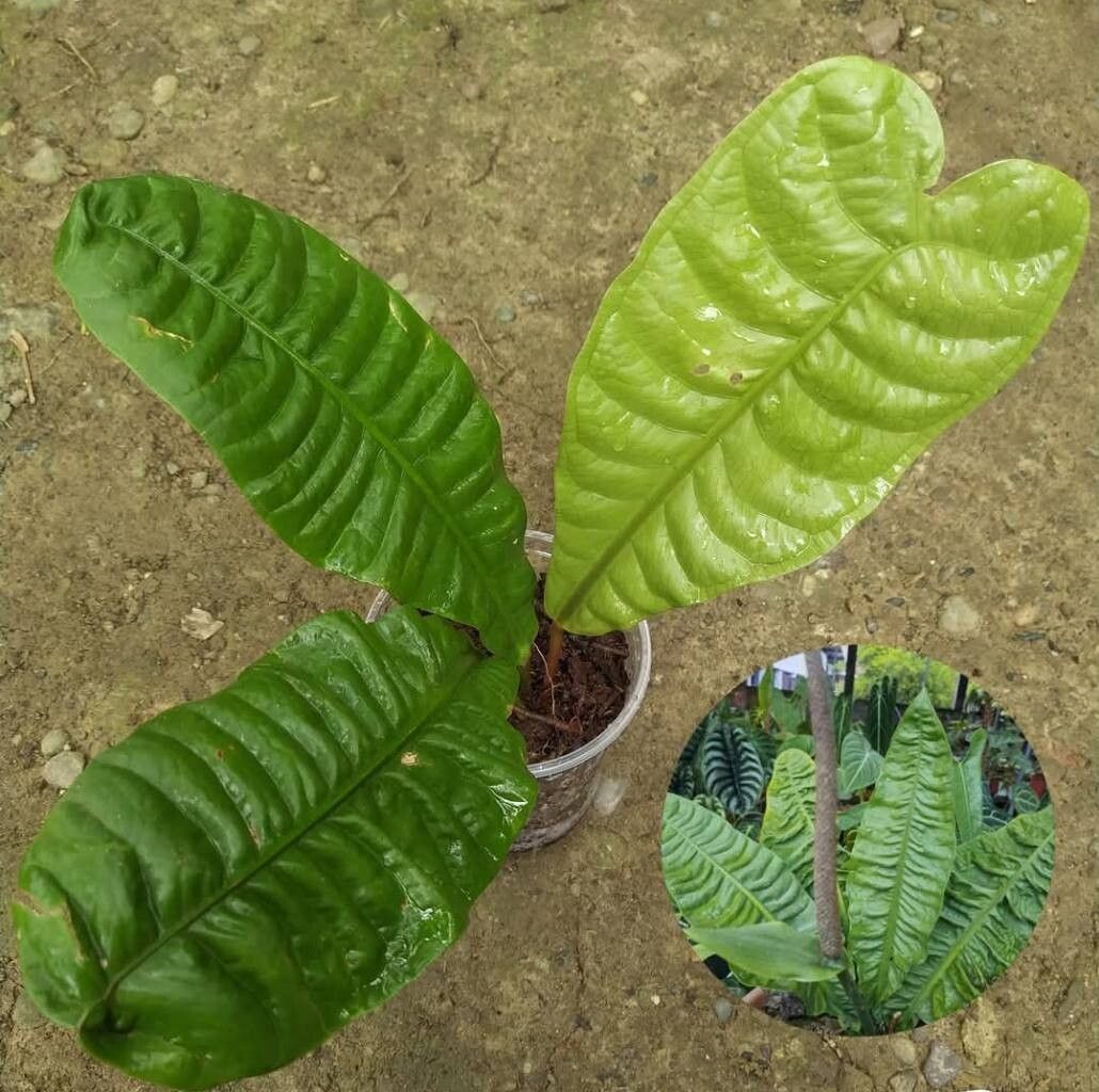 Anthurium reflexinervium leaf