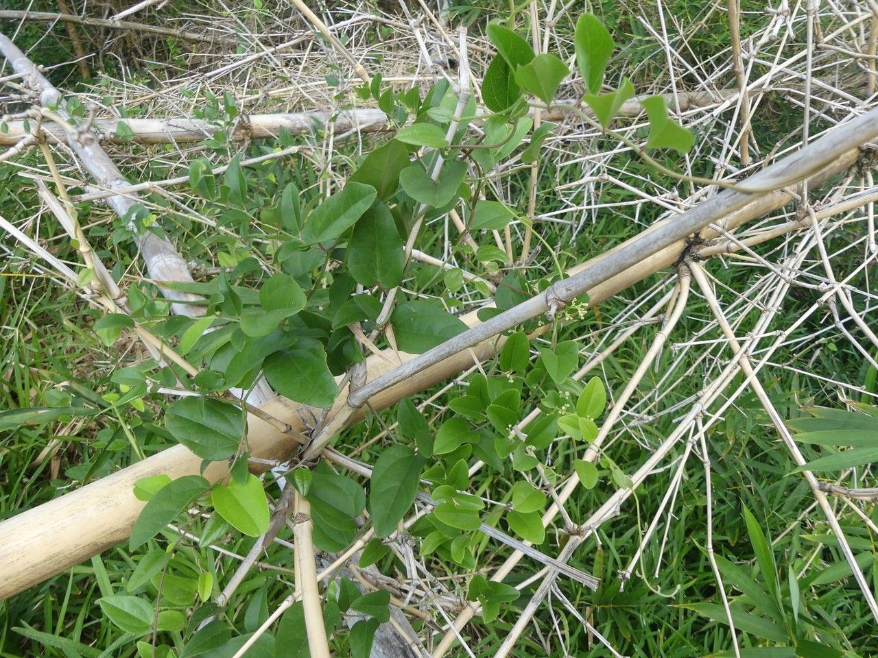 Cocculus orbiculatus habit