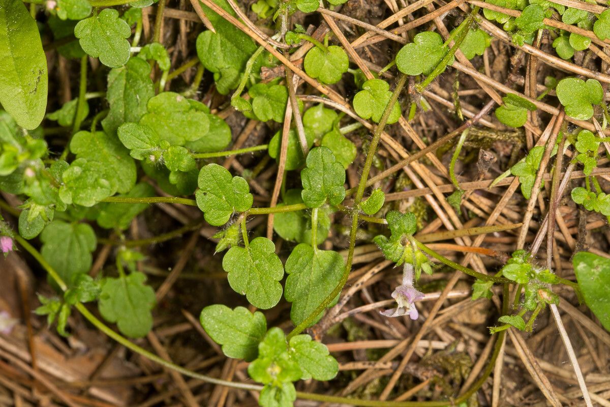 Stachys corsica leaf