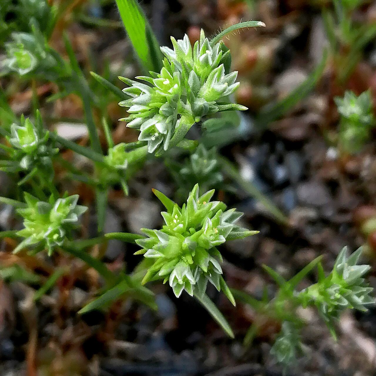 Scleranthus annuus flower