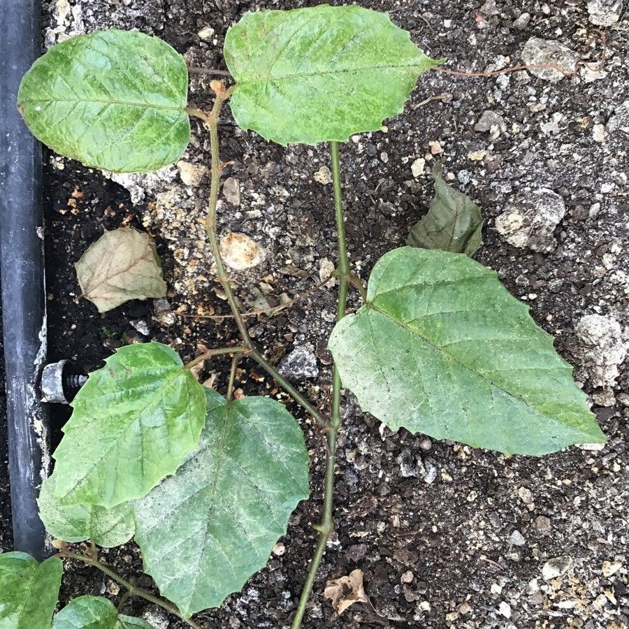 Cissus antarctica — search result for 'Vitaceae'