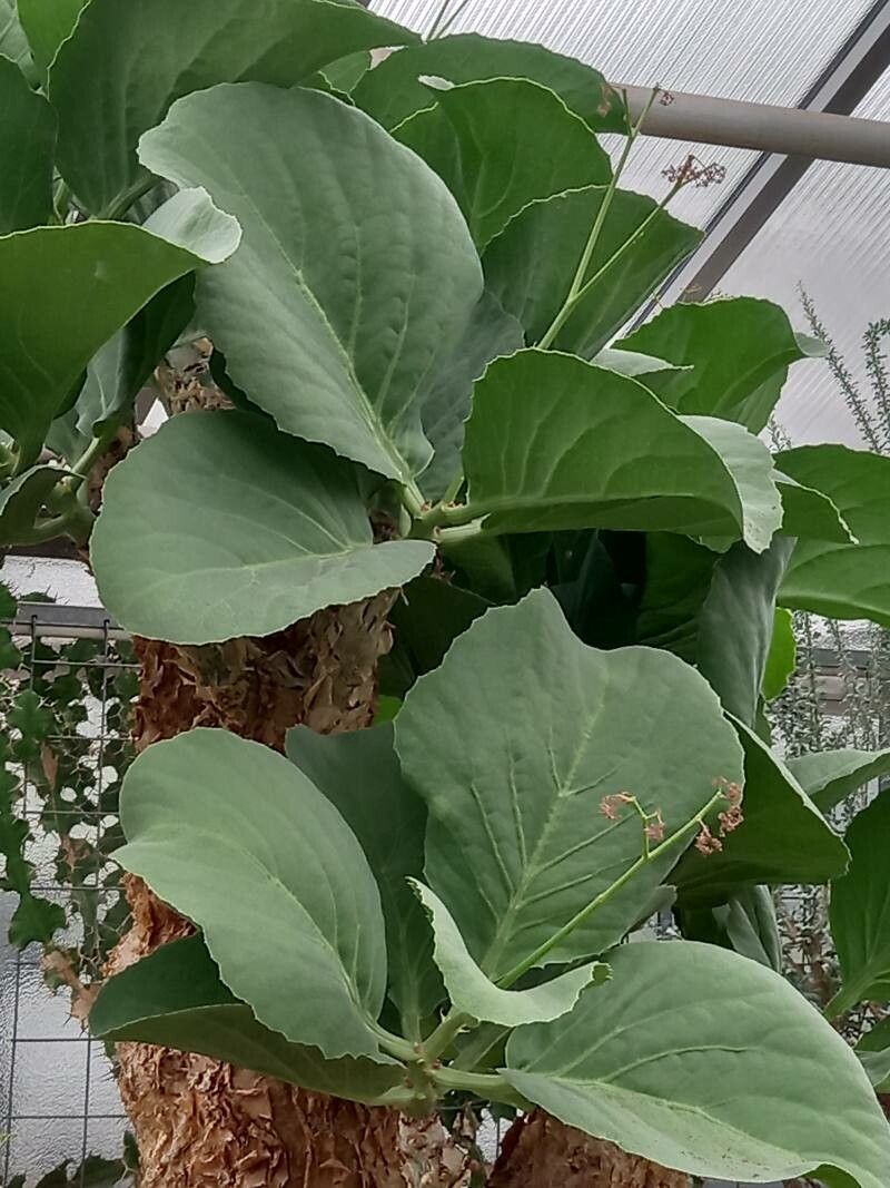 Cyphostemma bainesii leaf