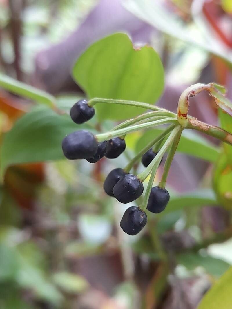 Disporum cantoniense fruit
