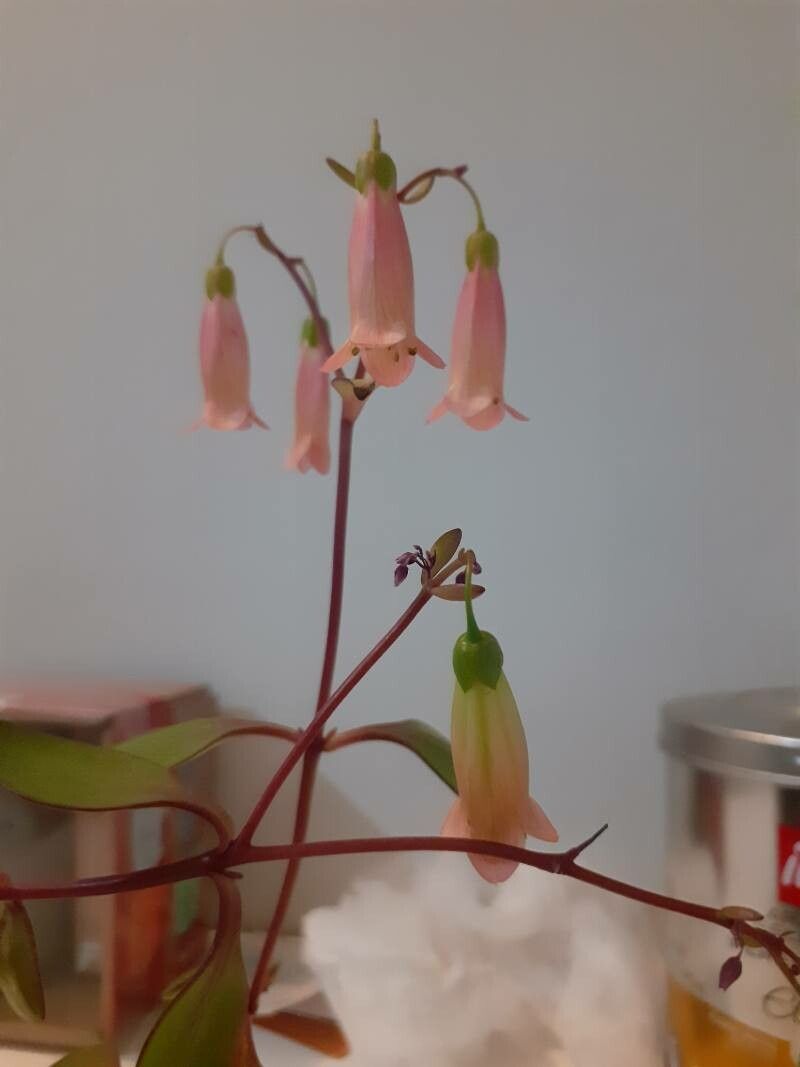 Bryophyllum manginii flower