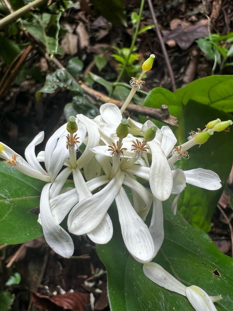 Turraea vogelii — houseplant care guide