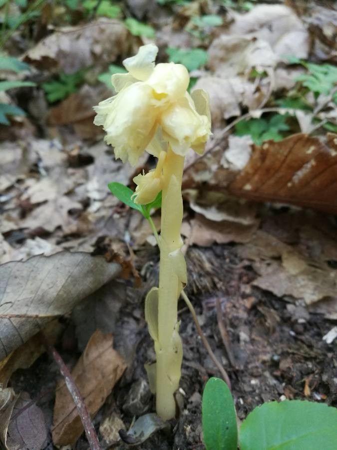 Monotropa hypopitys flower