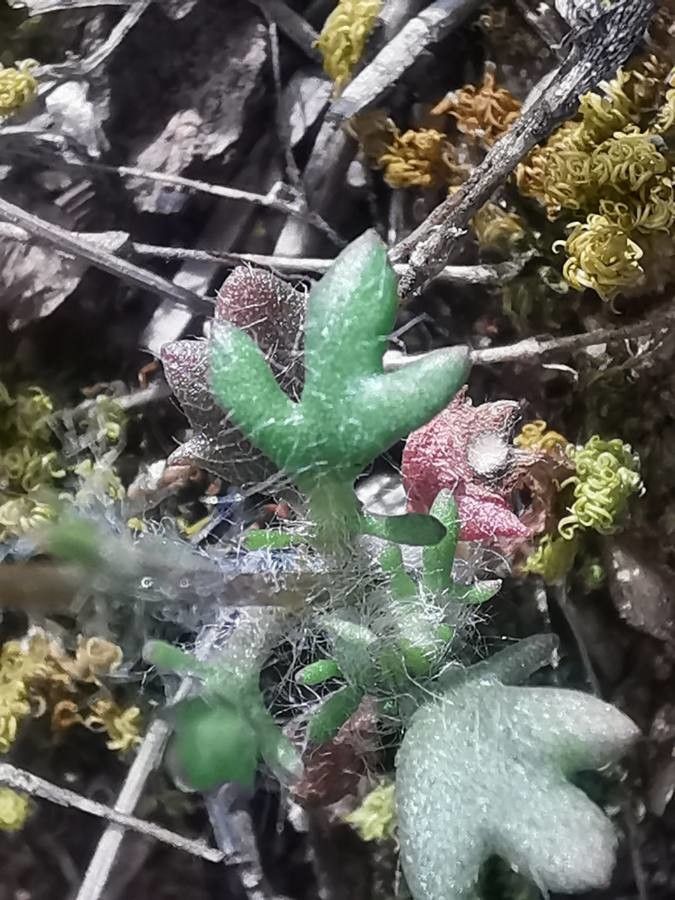 Jacobaea minuta — search result for 'Jacobaea'