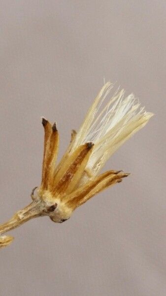 Senecio potosianus flower