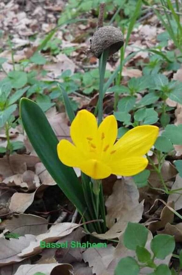 Sternbergia lutea flower
