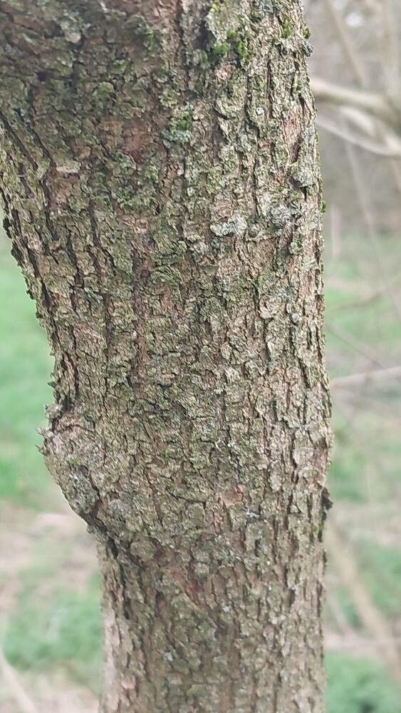 Syringa × hyacinthiflora bark