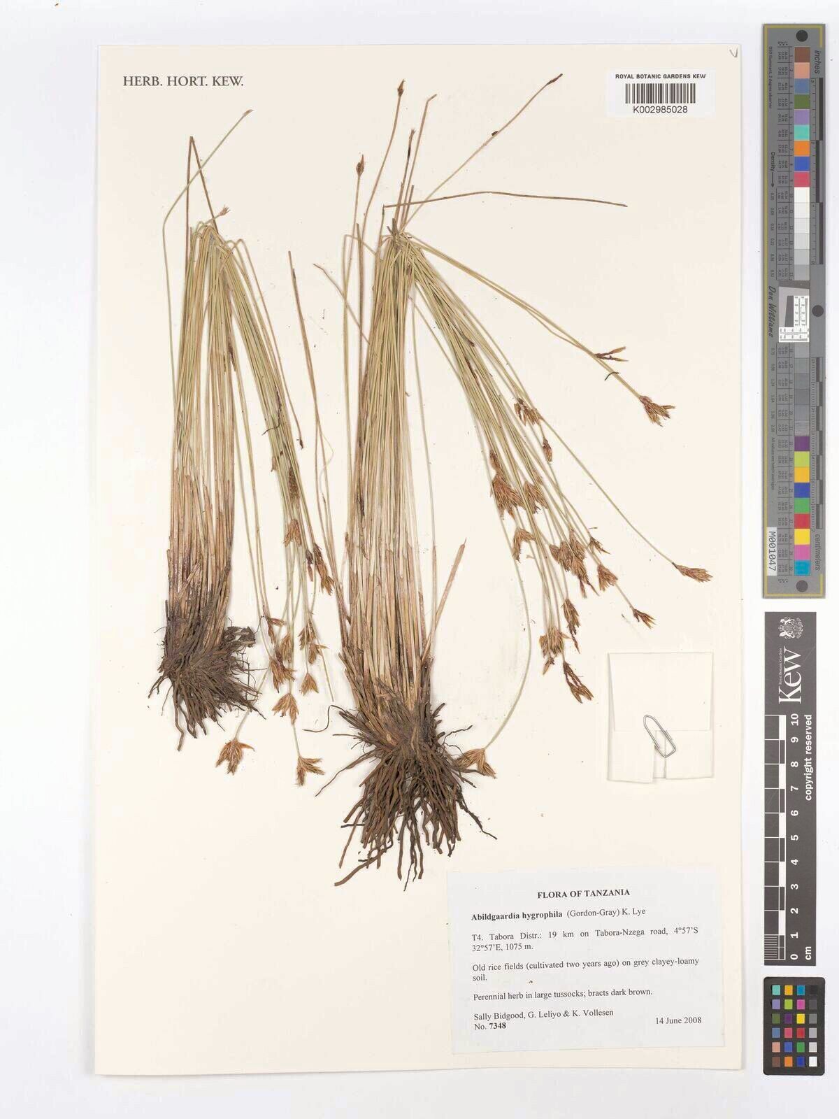 Zulustylis hygrophila — search result for 'Hygrophila'