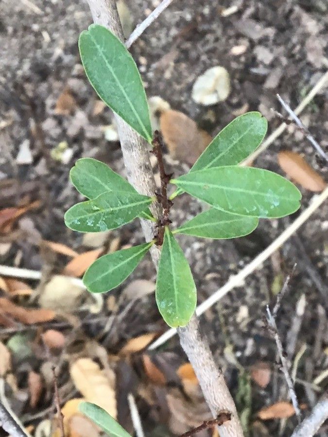 Flueggea tinctoria leaf