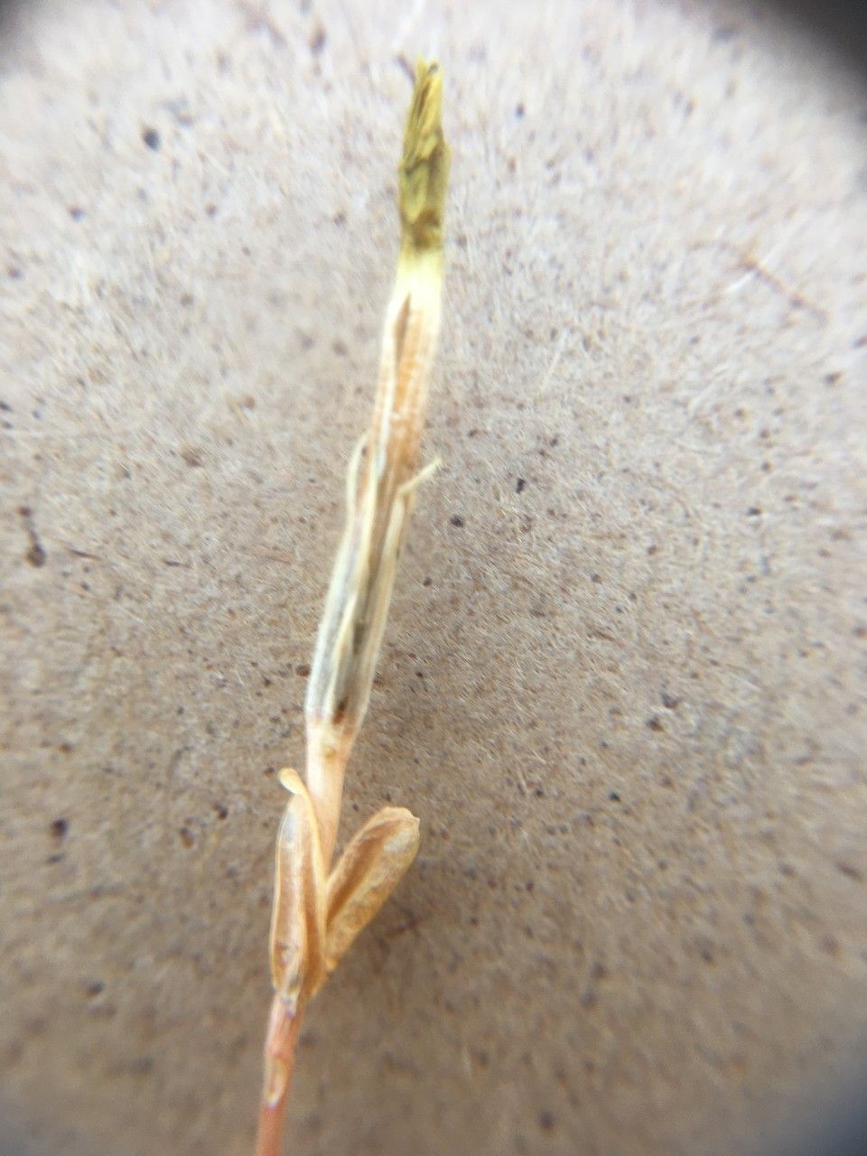 Cicendia filiformis fruit