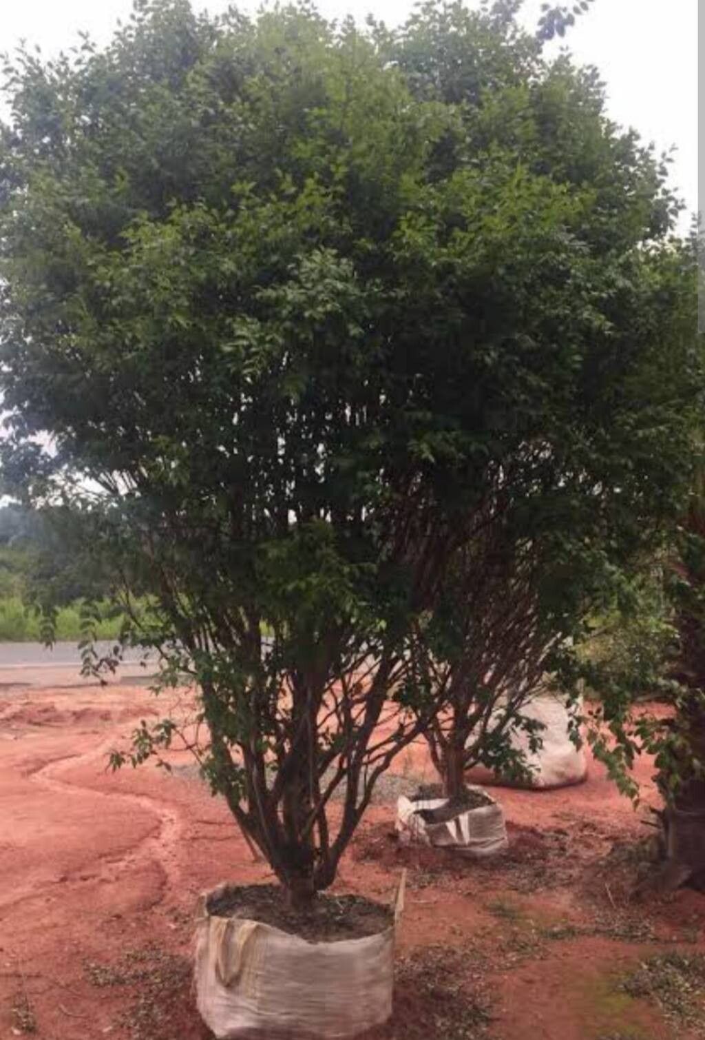 Plinia trunciflora habit