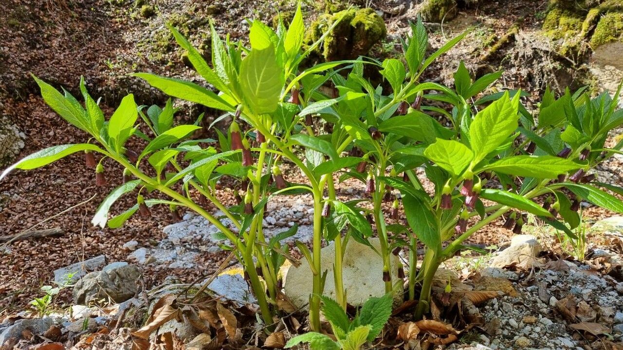 Scopolia carniolica habit
