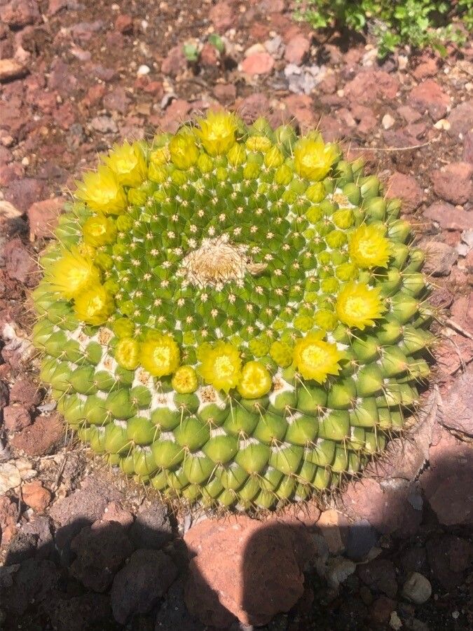 Mammillaria marksiana flower