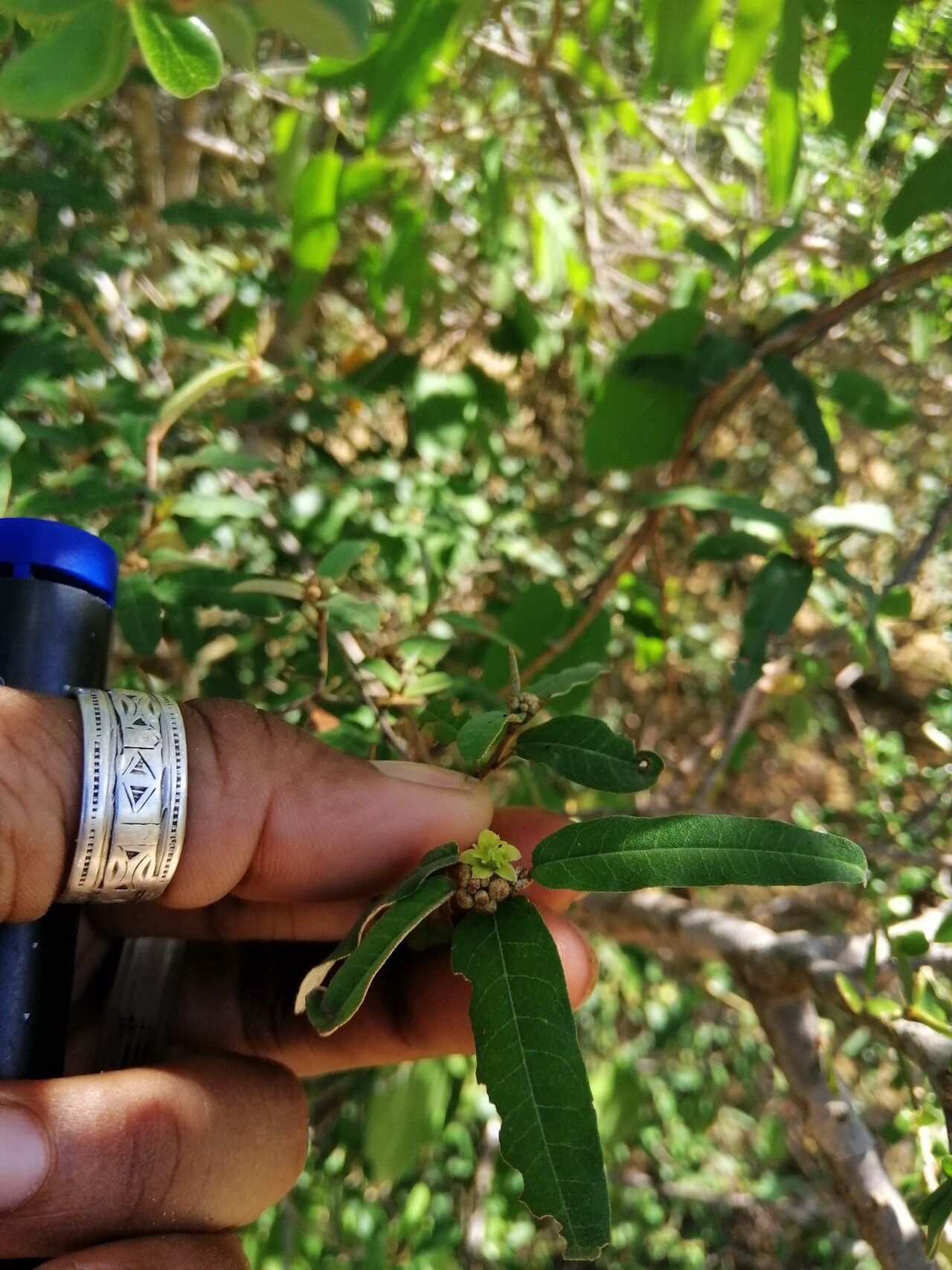 Croton geayi — houseplant care guide