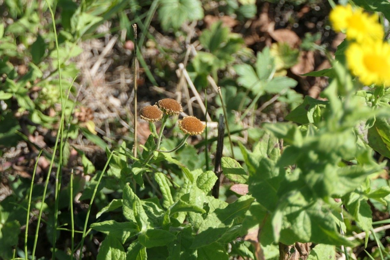 Doronicum plantagineum fruit