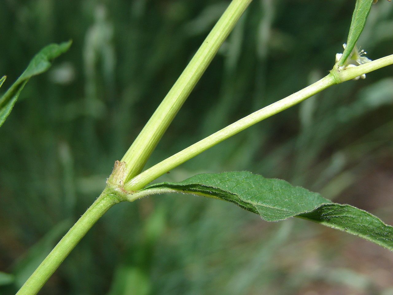 Aconogonum alpinum bark
