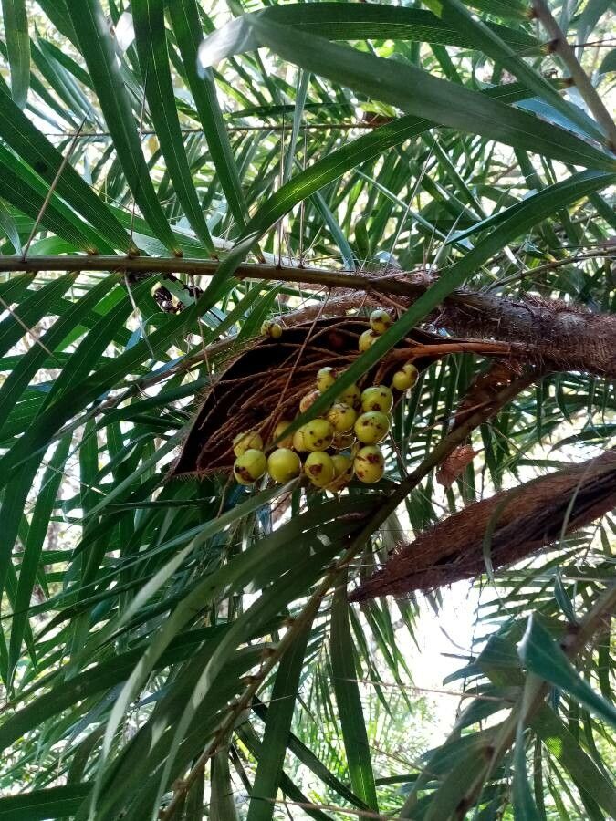 Bactris guineensis fruit