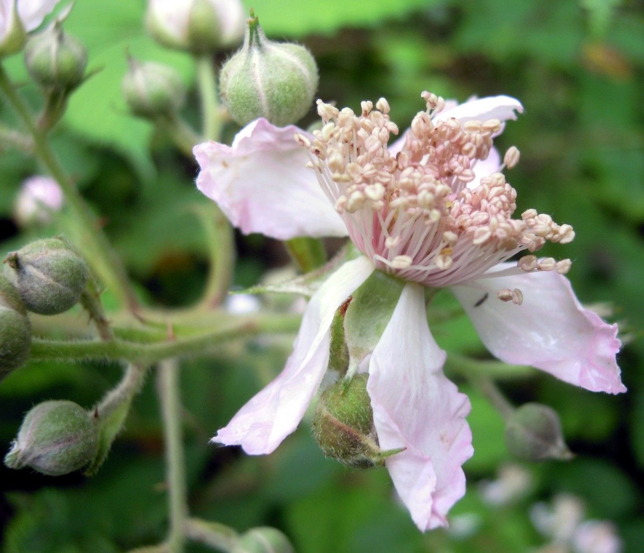 Rubus albionis flower