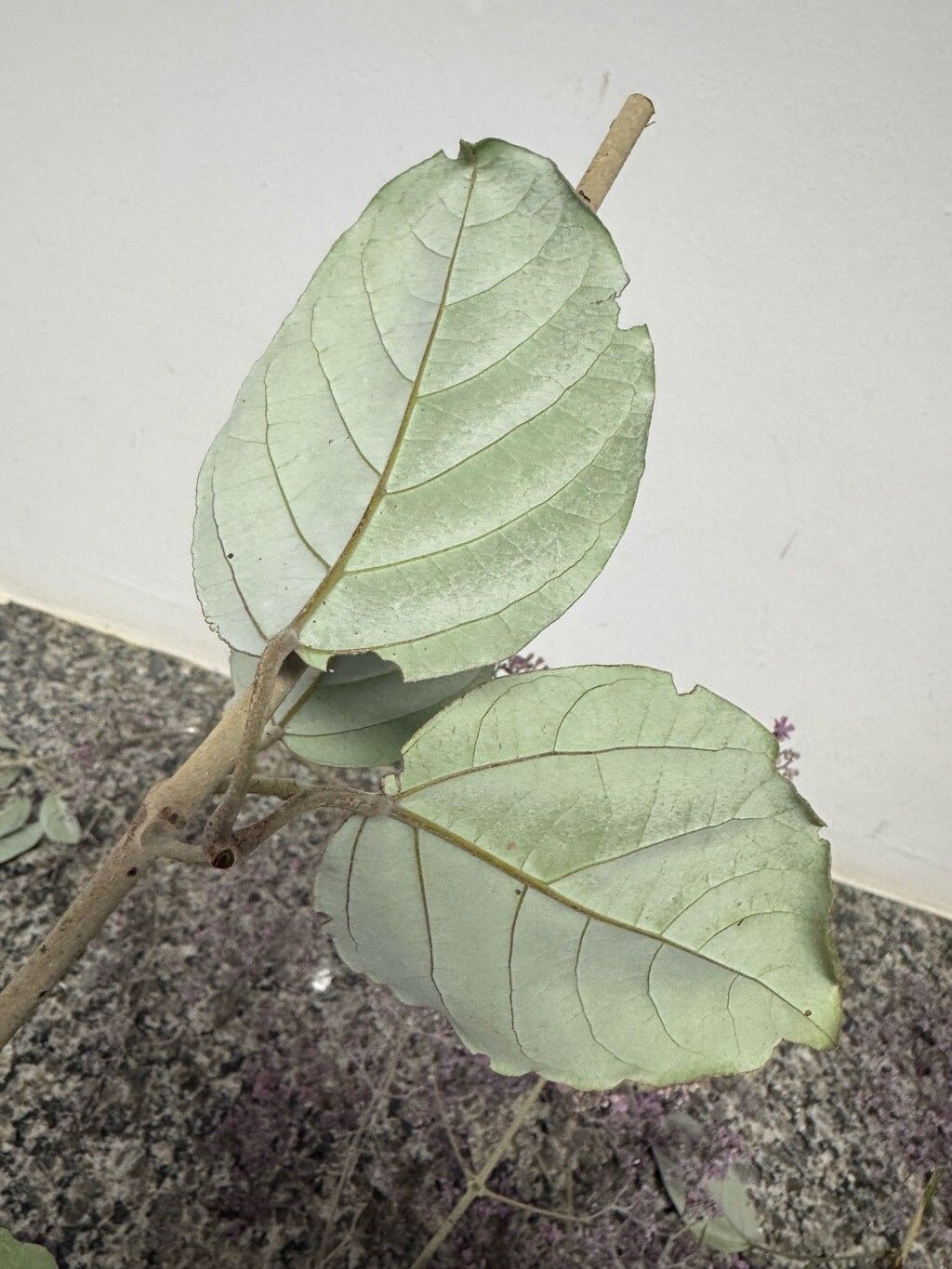 Fridericia rego — houseplant care guide