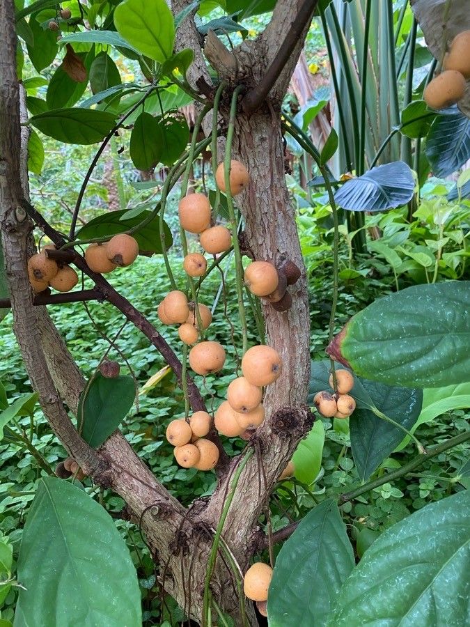 Stelechocarpus burahol fruit