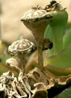 Glottiphyllum surrectum fruit