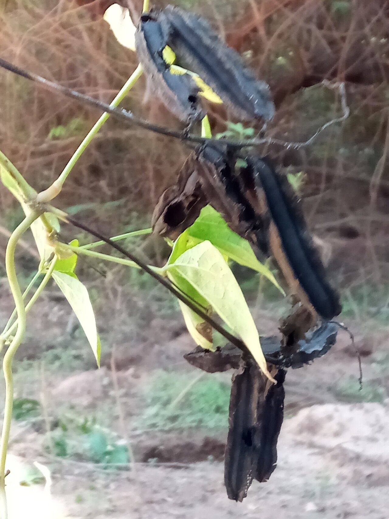 Psophocarpus scandens fruit