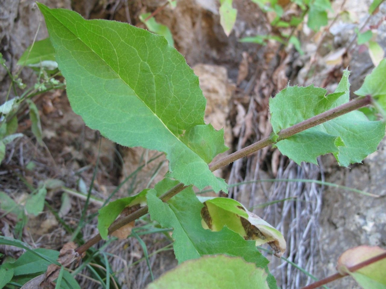 Hieracium lactucifolium — houseplant care guide