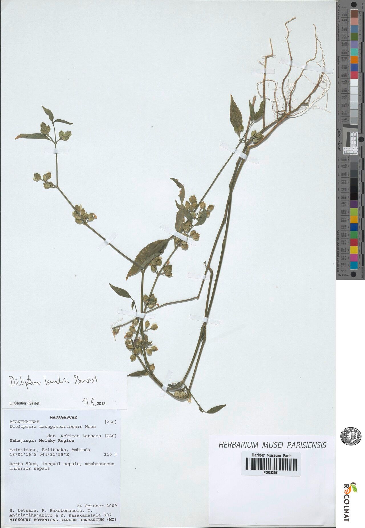 Dicliptera leandrii — houseplant care guide