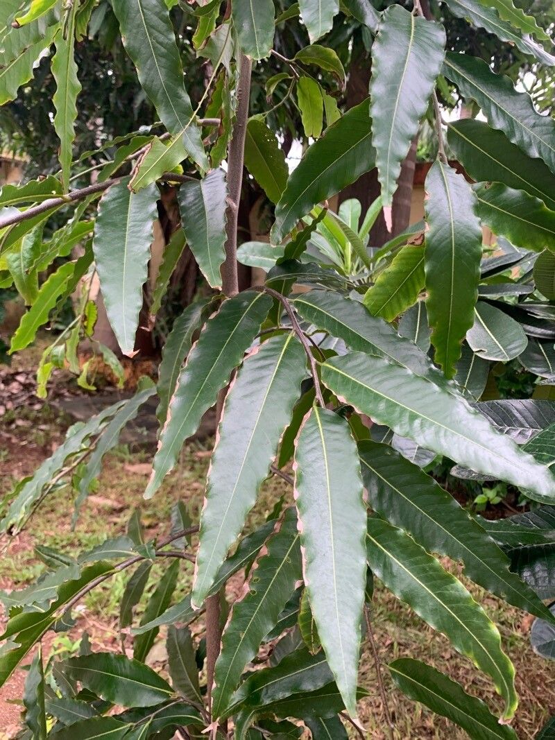 Polyalthia longipedicellata leaf