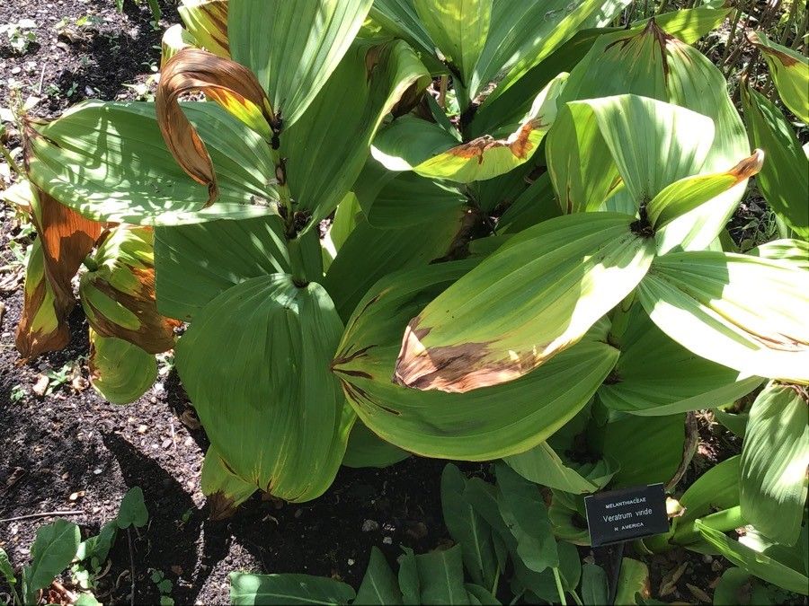 Veratrum viride — search result for 'Melanthiaceae'